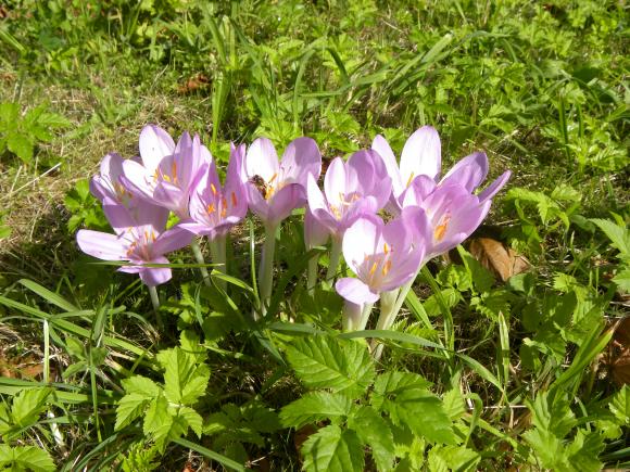 Høsttidløs, Colchicum autumnale, også kaldet nøgen jomfru, blomstrer i sensommeren. - Fotograf: Flickr