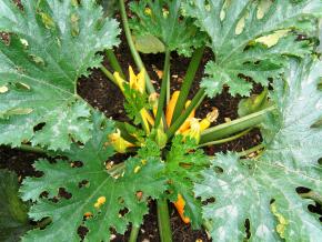 En enkelt squashplante kan forsyne en hel familie, men der findes så mange spændende sorter, at det kan være svært at begrænse sig til en enkelt plante. - Fotograf: Flickr