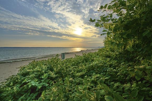 Især langs nordøstsjællandske kyster er de uønskede pileurt vidt udbredte. Her fra Julebæk Strand.