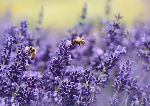 Lavendel. Foto: Pixabay