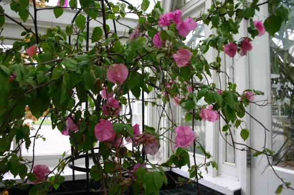 Bougainvillea. Foto: Ryan Somma / Flickr