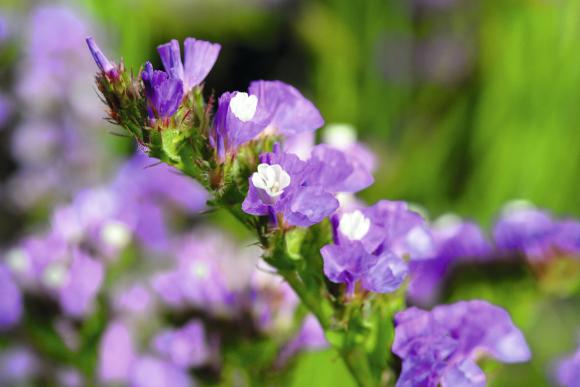 Vinget hindebæger, Limonium sinuatum Pastel Mixed