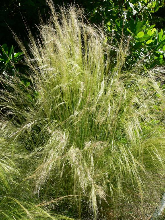 Hestehalegræs, Nassella tenuissima (syn. Stipa tenuissima)