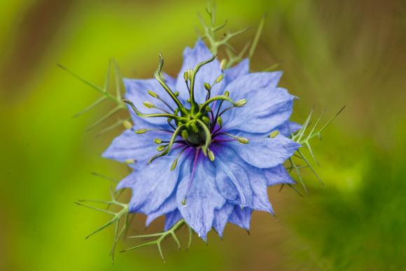 Jomfru i det grønne, Nigella damascena ‘Miss Jekyll’, skærehave