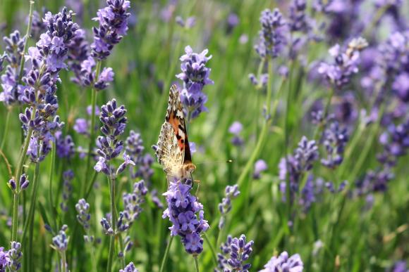 Ægte lavendel, Lavandula angustifolia ‘Hidcote Blue’