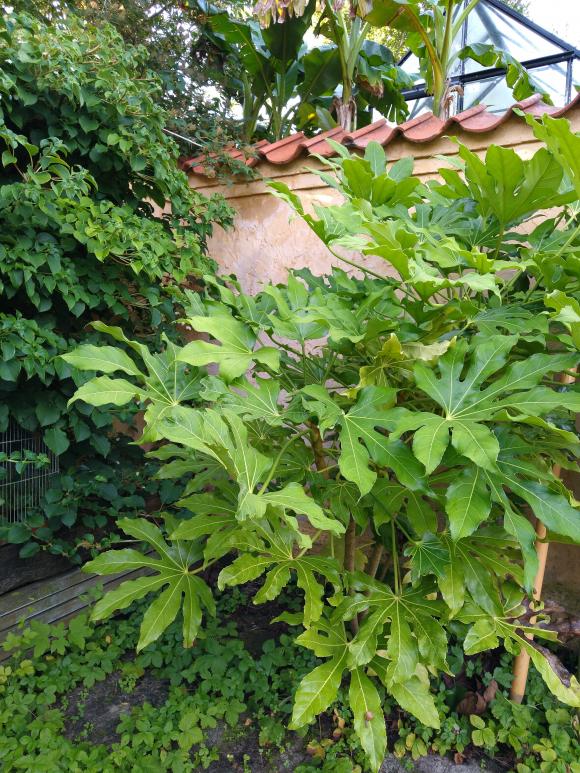 Stuearalie (Fatsia Japonica)