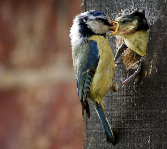 Blåmejse med unge. Foto: Wikimedia