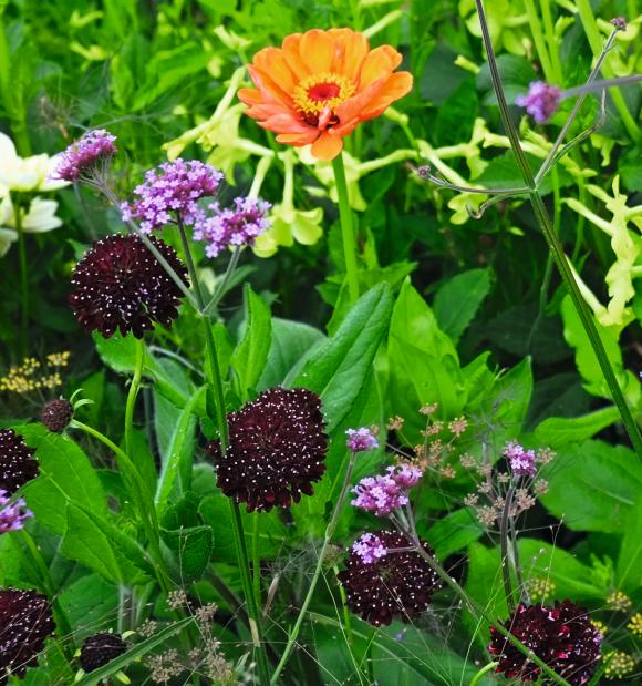 Enkeblomst, Scabiosa atropurpurea ‘Magic Night’, skærehave