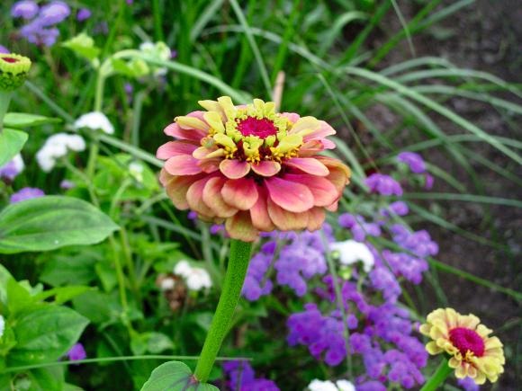 Frøkenhat, Zinnia elegans ‘Queen Red Lime', skærehave