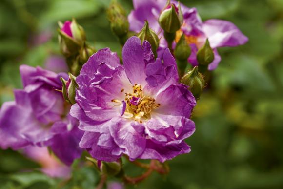 Rose 'Veilchenblau'. Foto: Ann Malmgren.