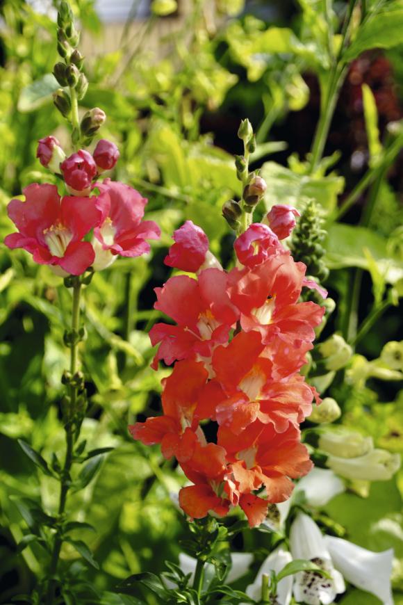 Haveløvemund, Antirrhinum majus ‘Chantilly Bronze’