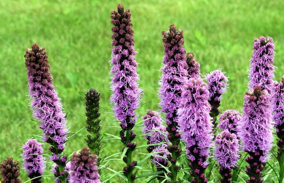 Langakset pragtskær,  Liatris spicata