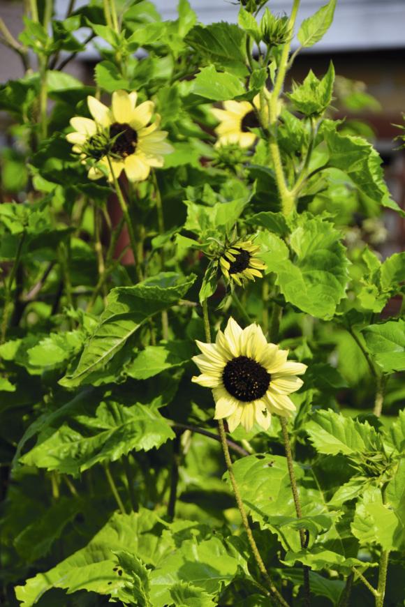 Solsikke, Helianthus debilis ssp. cucumerifolius ‘Italian White’