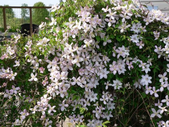 Clematis montana. Foto: Flickr