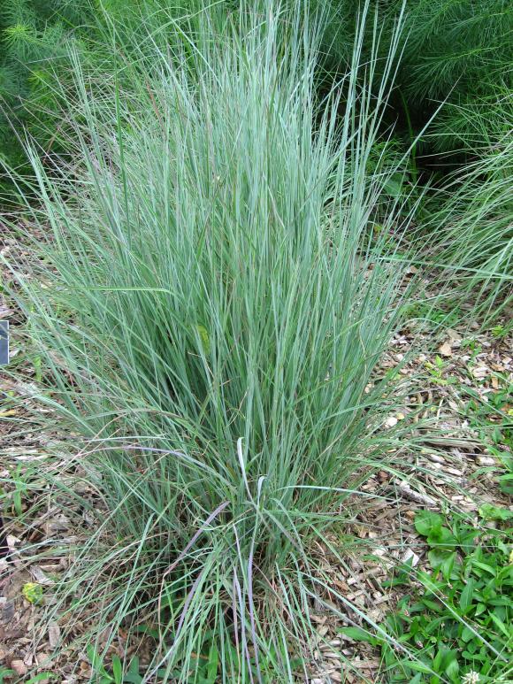 Liden præriegræs, Schizachyrium scoparium ‘The Blues’