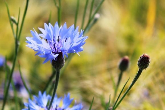 spiselige blomster