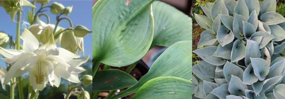 Akeleje 'Green Apples', Hosta 'Blue Angel' og Hosta 'Halcyon'.