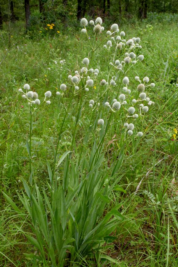 Navn: Mandstro (Eryngium yuccifolium)