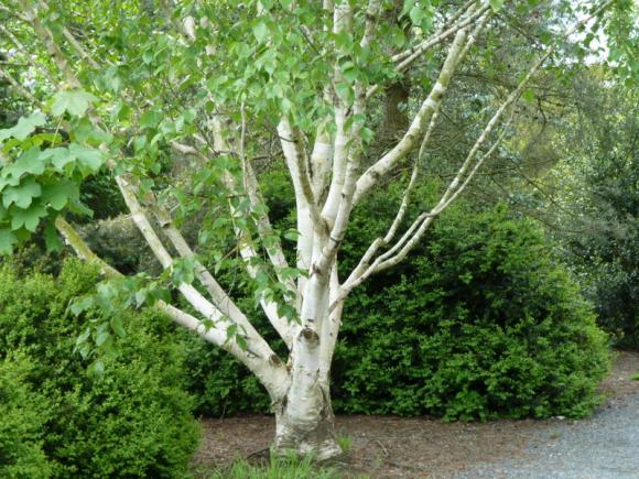 Betula utilis var. jacquemontii. Foto: Flickr.