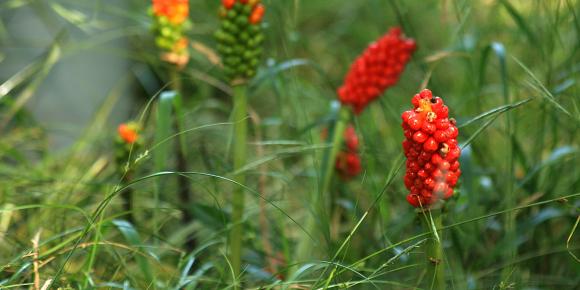 Plettet arum, Arum maculatum - Fotograf: Flickr