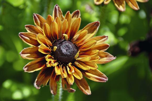 Håret solhat, Rudbeckia hirta ‘Sahara’