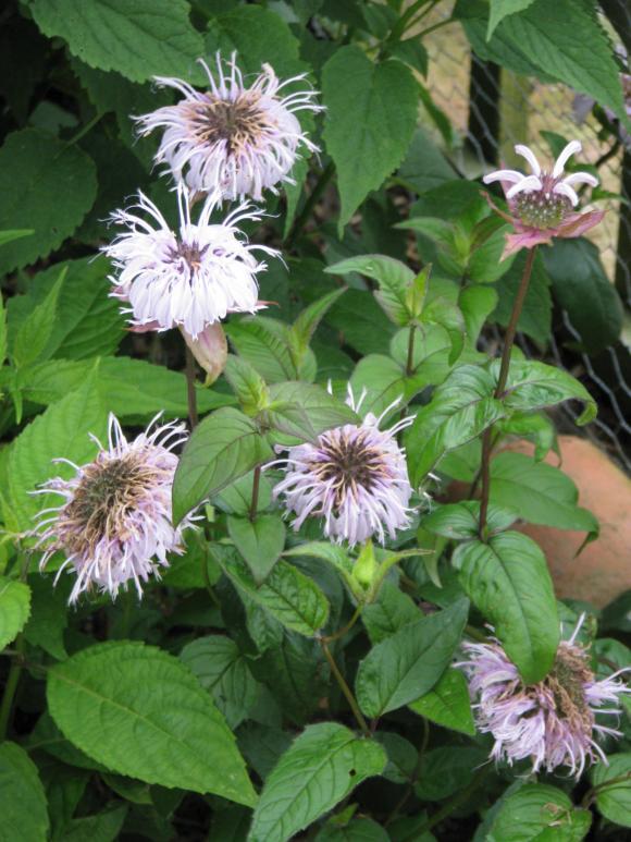 Hestemynte (Monarda bradburiana)