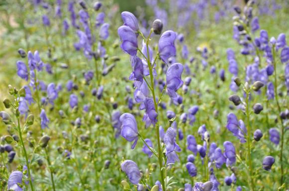 Stormhat, Aconitum napellus, indeholder et af de mest potente giftstoffer i den nordiske vilde flora. Foto: Niels Ole Dam