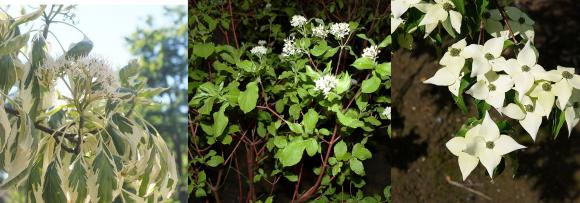 Etagekornel 'Variegata', guldkornel og koreakornel.