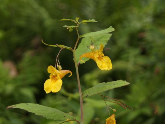 Springbalsamin. Foto: Wikimedia