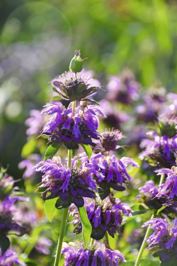 Monarda, Monarda hybrida ‘Lambada’