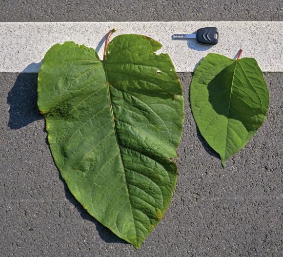 Til venstre ses kæmpepileurt, og til højre den langt mere aggressive japanpileurt. Hybridens blade er rundere i formen men en størrelse midt imellem de to viste.