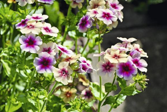 Sommerfloks, Phlox drummondii ‘Cherry Caramel’