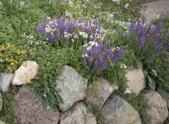 Fra showhaven "Naturligvis" ved Cph Garden 2019. Foto: Ann Malmgren