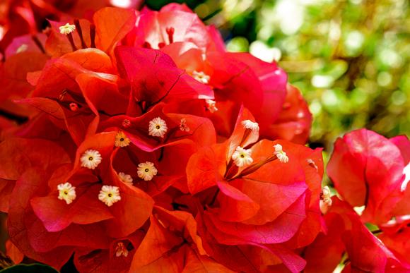 Bougainvillea. Foto: Toshihiro_gamo / Flickr