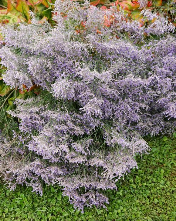 Hindebæger (Limonium latifolium)