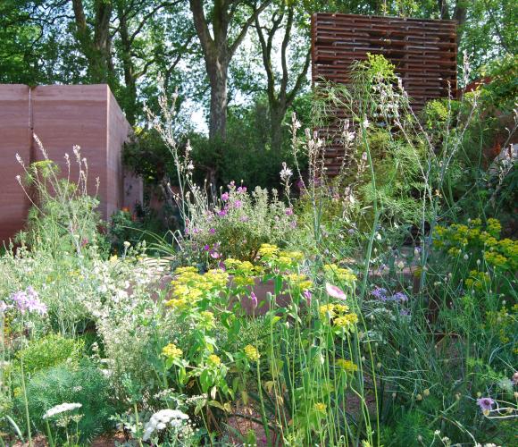 Gule euphorbia i The MG Garden ved Chelsea Flower Show 2018. Foto: Louise Møller