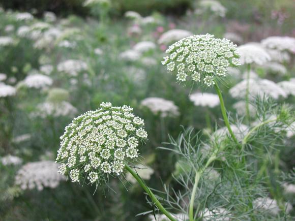 Tandstikkerurt, Ammi visnaga ‘Green Mist’, skærehave