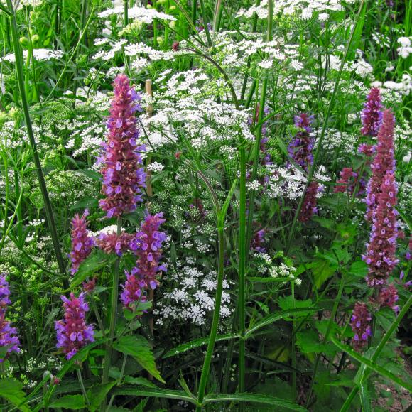 Indianermynte, Agastache ‘Globetrotter’, skærehave