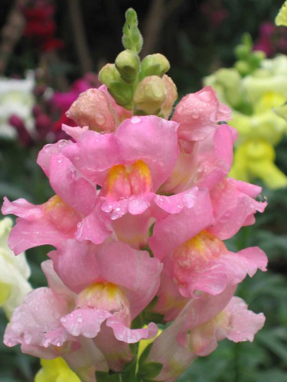 Haveløvemund, Antirrhinum majus ‘Rocket Pink’, skærehave