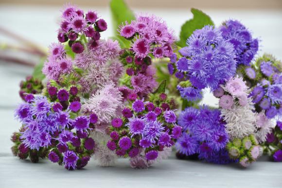 Almindelig blåkvast, Ageratum houstonianum ‘Timeless’ Mixture