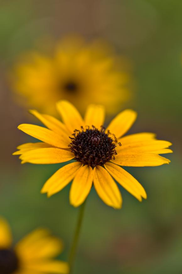 Håret solhat, Rudbeckia hirta ‘Indian Summer’, skærehave