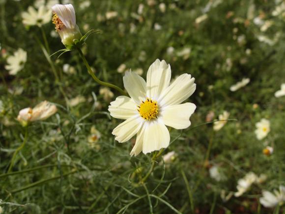 'Yellow Garden', skærehave