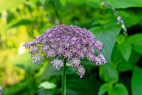 Vild gulerod, Daucus carota ‘Dara’, skærehave