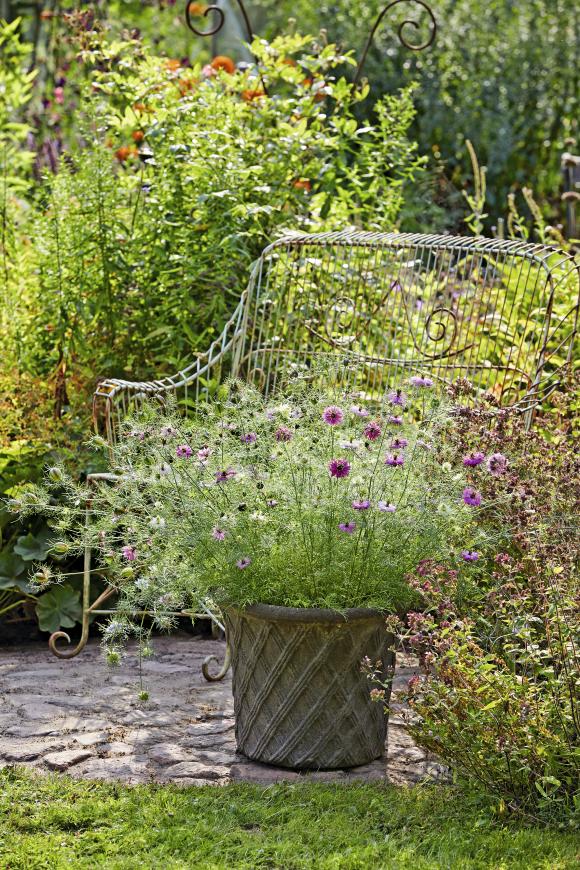 Nigella damascena 'Red Jewels'