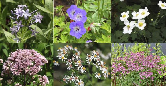 Fra venstre: Amsonia, storkenæb 'Rozanne', høstanemone 'Honorine Jobert', plettet hjortetrøst, Aster divaricatus, stjerneskærm 'Roma'.