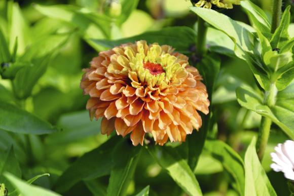 Frøkenhat, Zinnia violacea ‘Queen Lime Orange’ 