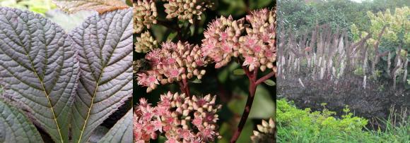 Bronzeblad, sankthansurt 'Matrona' og sølvlys 'Brunette'.