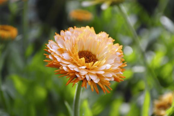 Havemorgenfrue, Calendula officinalis ‘Pink Surprise’