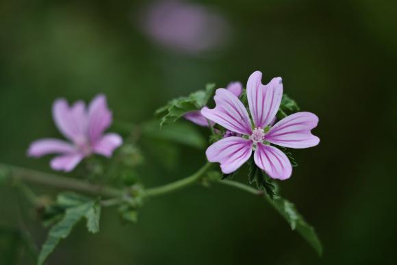 Malva sylvestris